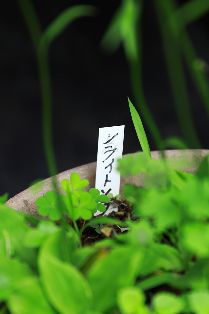 ノライトソウ・・・？　ヒットせず！