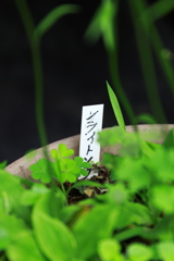 ノライトソウ・・・？　ヒットせず！