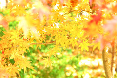 紅葉（黄葉）三昧　其の二