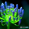 開花直前のアガパンサス　♬２