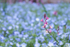 ネモフィラにリナリア