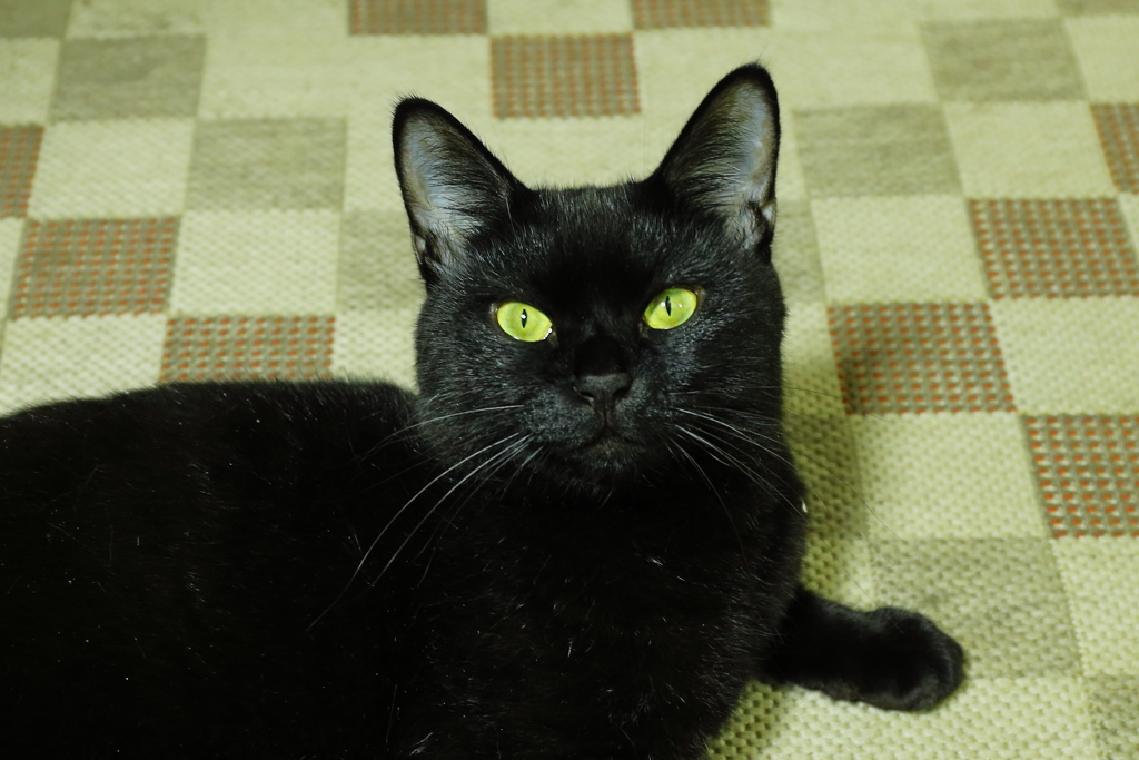 黒猫　の　Ｅｙｅ　Ｃｏｌｌａｒ
