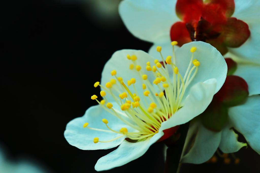 立派な雄蕊