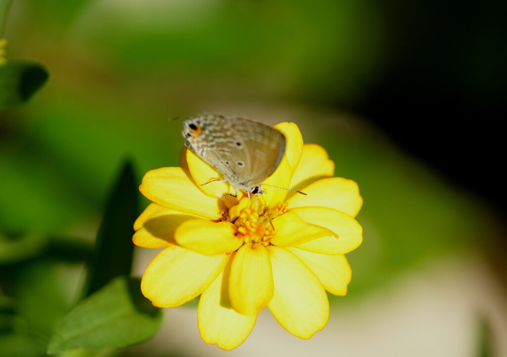 シジミチョウと花（６）
