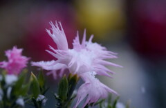 雪化粧（２）