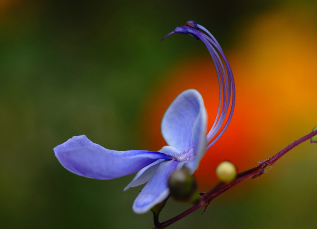 庭の草花１３