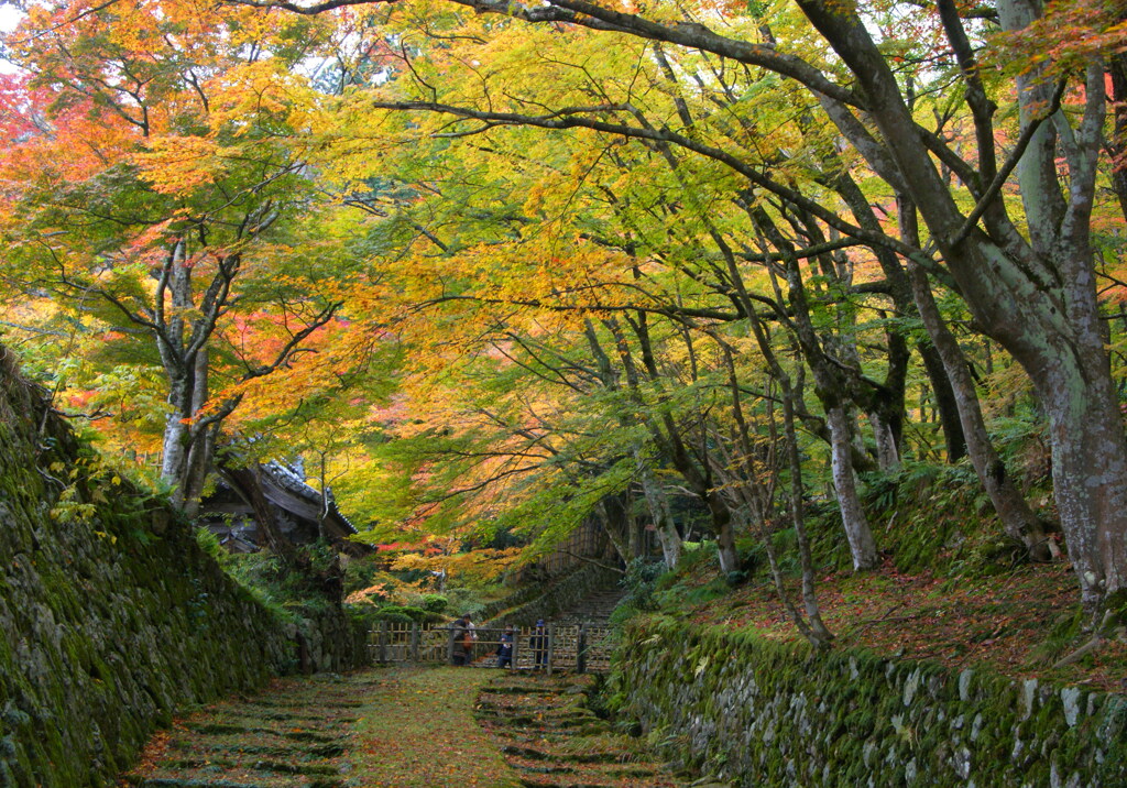 晩秋の彩（２）