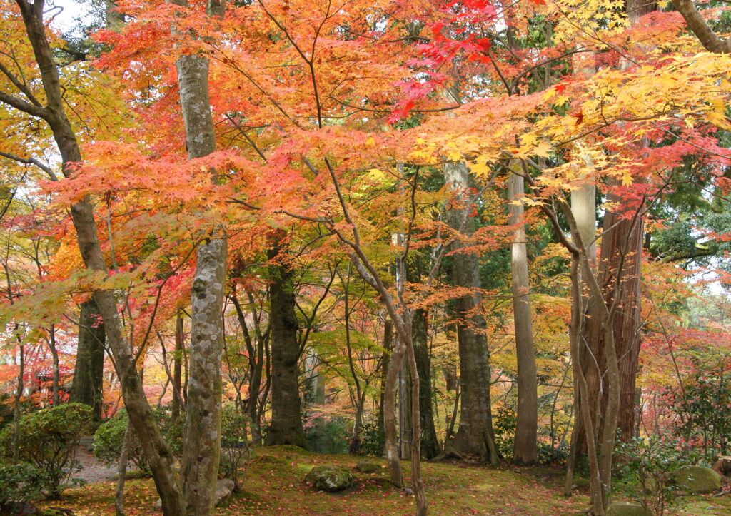 晩秋の彩（４）