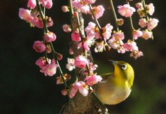 花とメジロ（その１３）