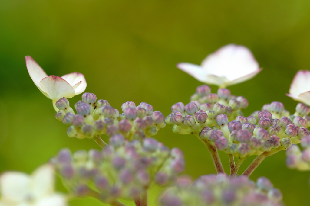 庭の草花２