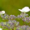 庭の草花２