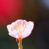 冬の庭（９）