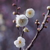 梅薫る