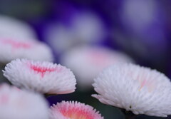 春の日差し（３）