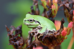 梅雨の晴れ間（３）