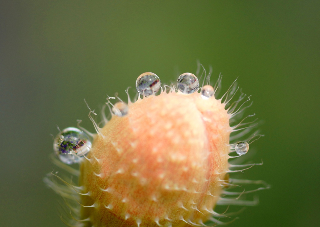 穀雨（三）