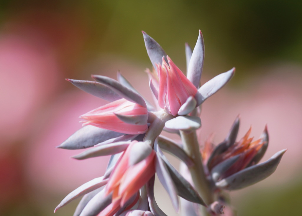 サボテンの花