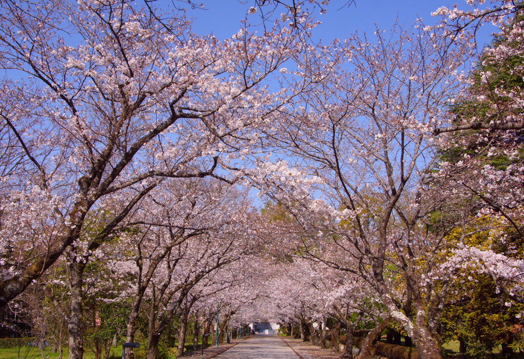 桜のトンネル