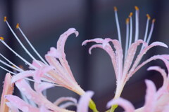 秋の庭（４）