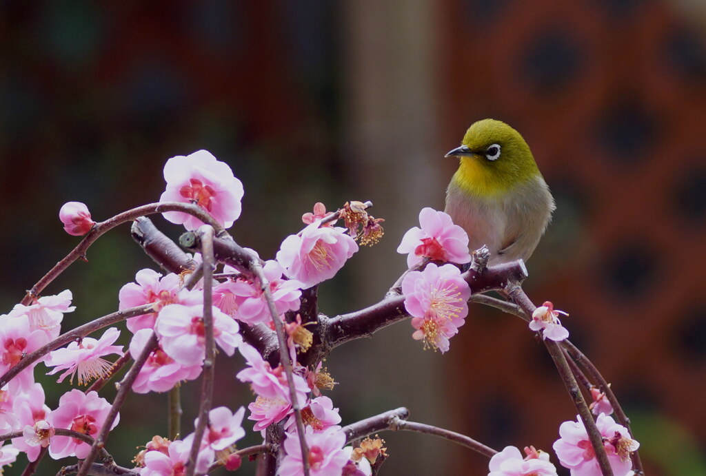 香に誘われて
