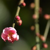 梅一輪