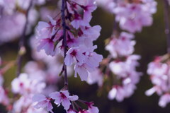 名残の花（２）