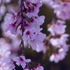 名残の花（２）