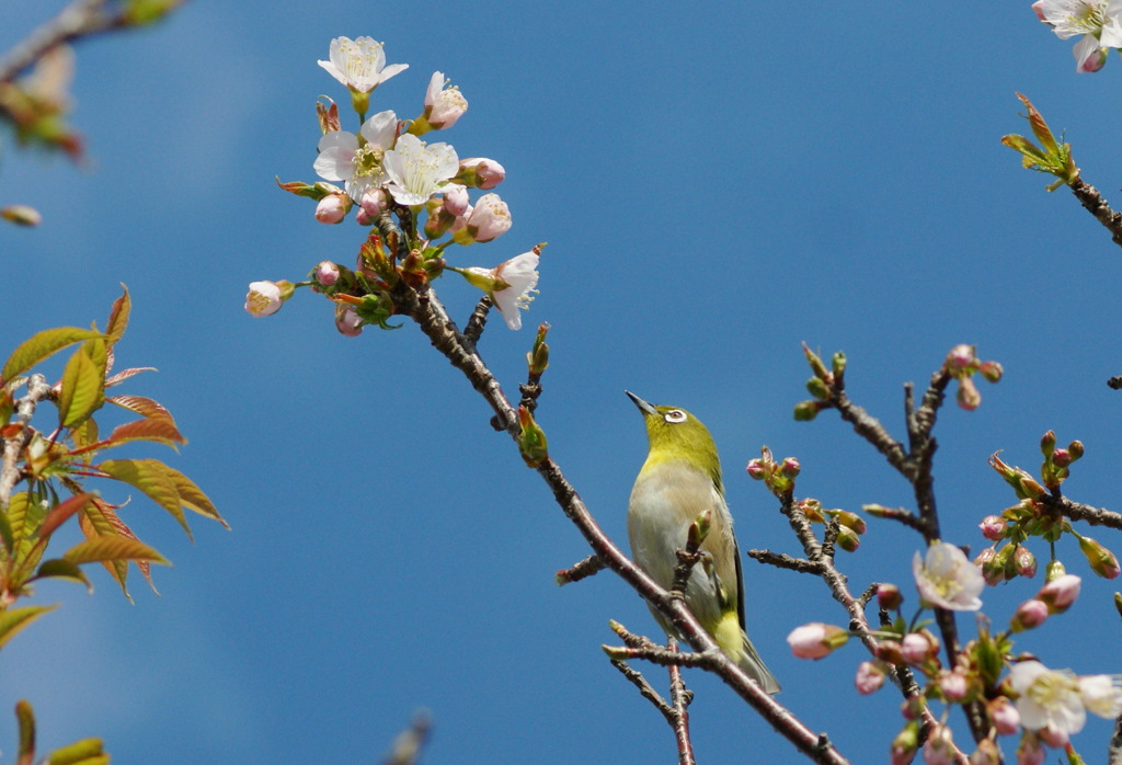 冬桜（その３）
