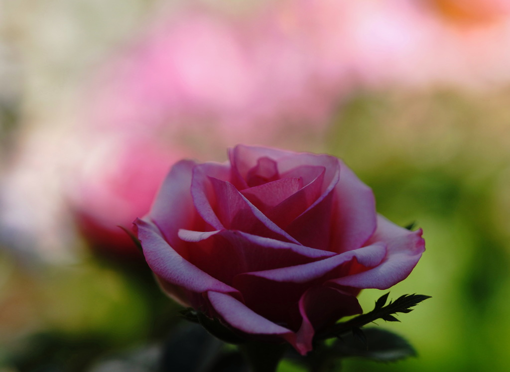 庭の草花１４