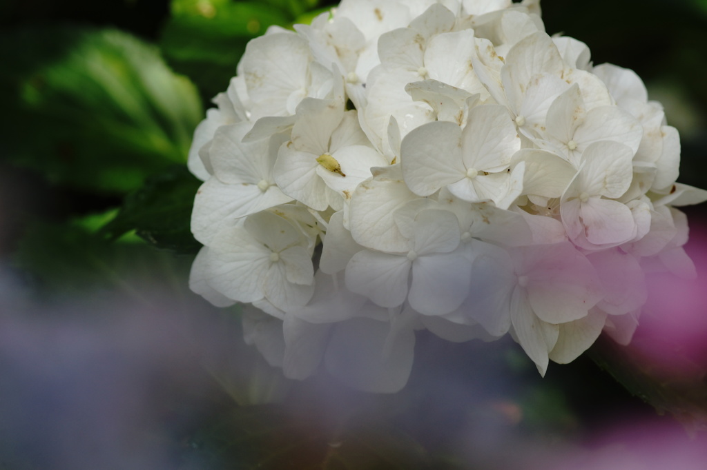 雨の紫陽花３