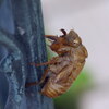 夏の忘れ物