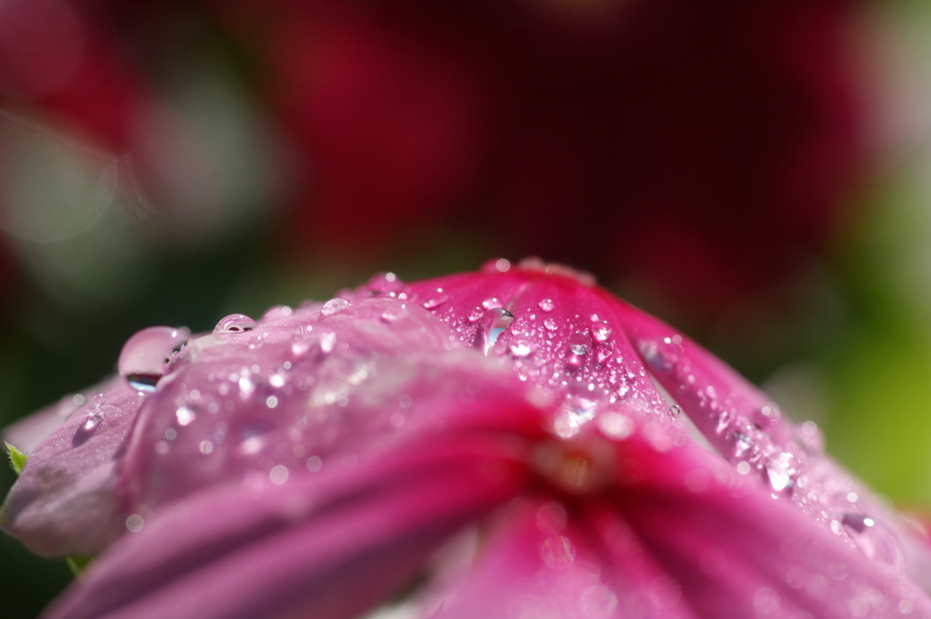 梅雨入り