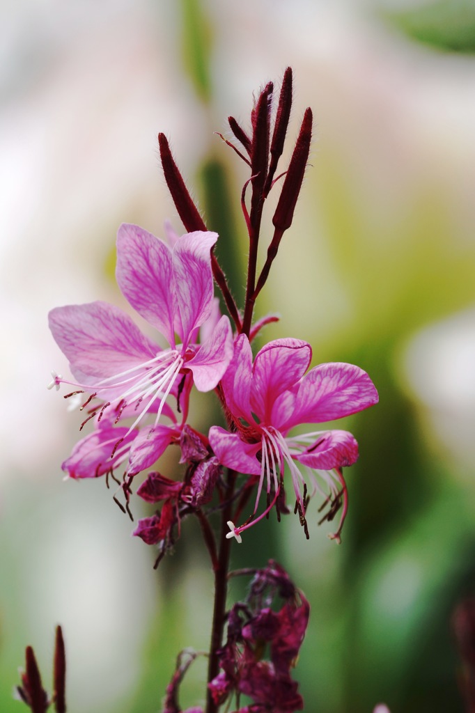 庭の草花５