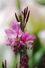 庭の草花５