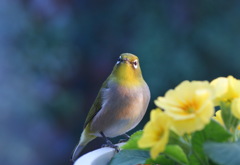 花とメジロ（その４）