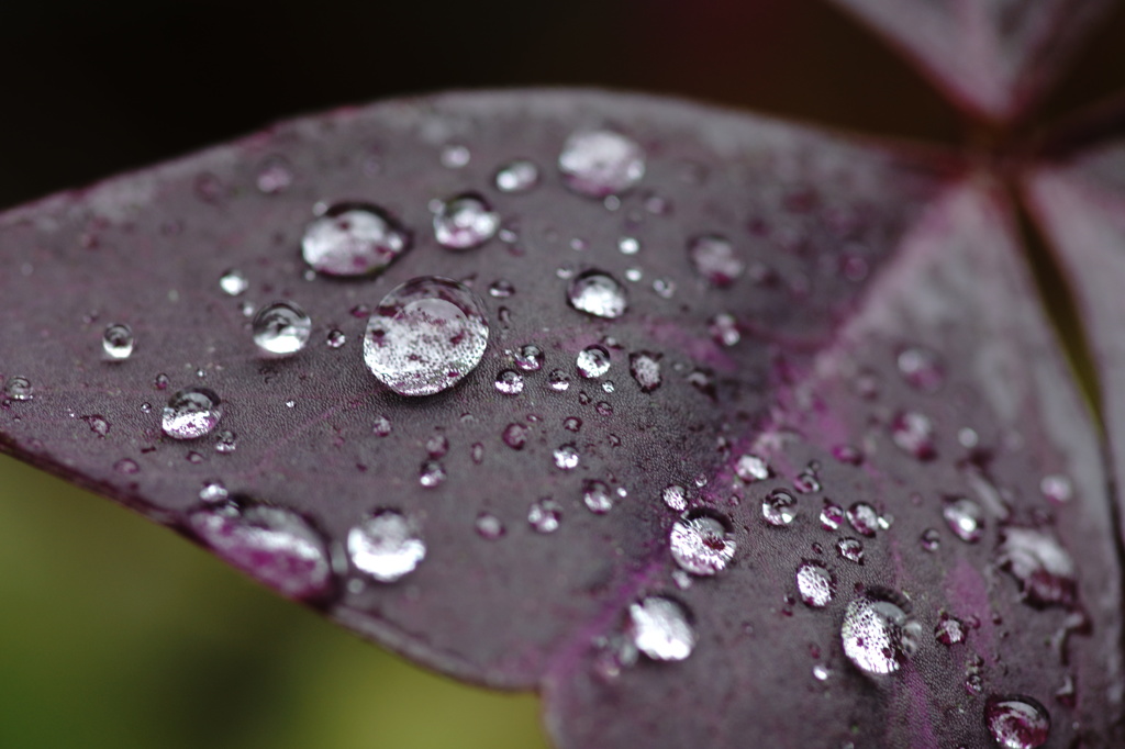 雨上がり８