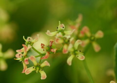 マユミの花