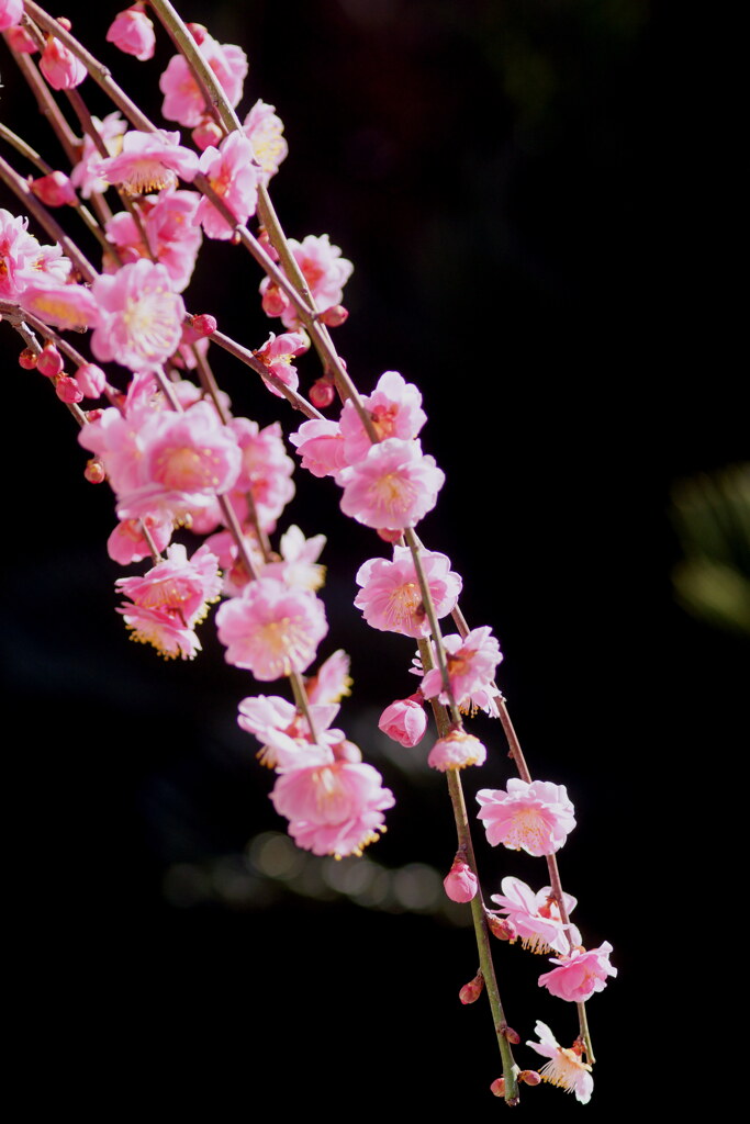 春の香り