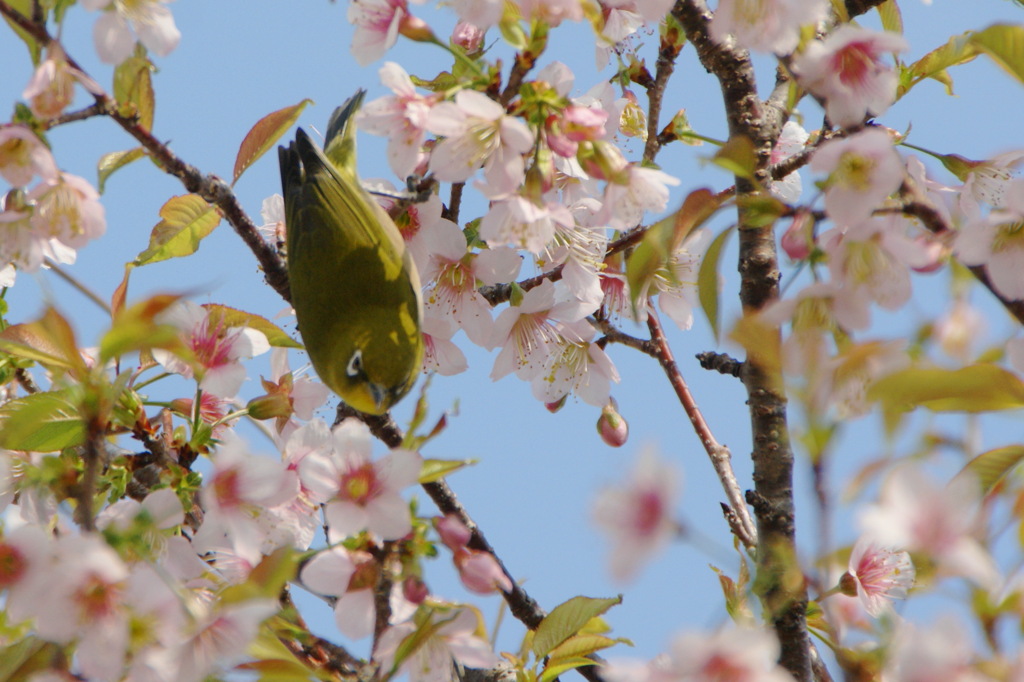 桜とメジロ（３）