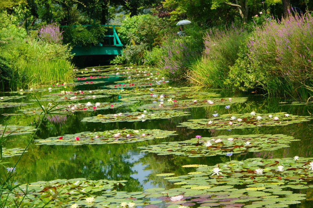 水の花園