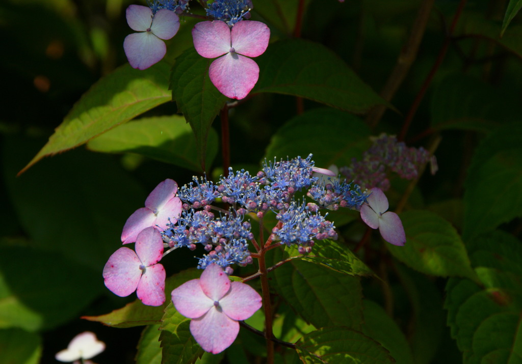 庭の草花7