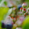 梅雨の晴れ間（４）