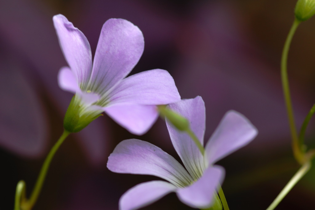 庭の草花１１
