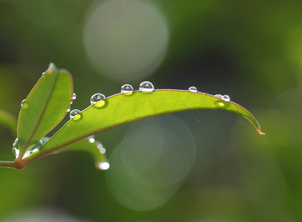 雨上がり（２）