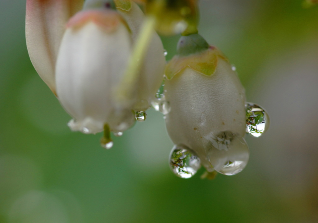穀雨（一）