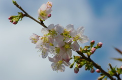 冬桜（その１）