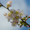 冬桜（その１）