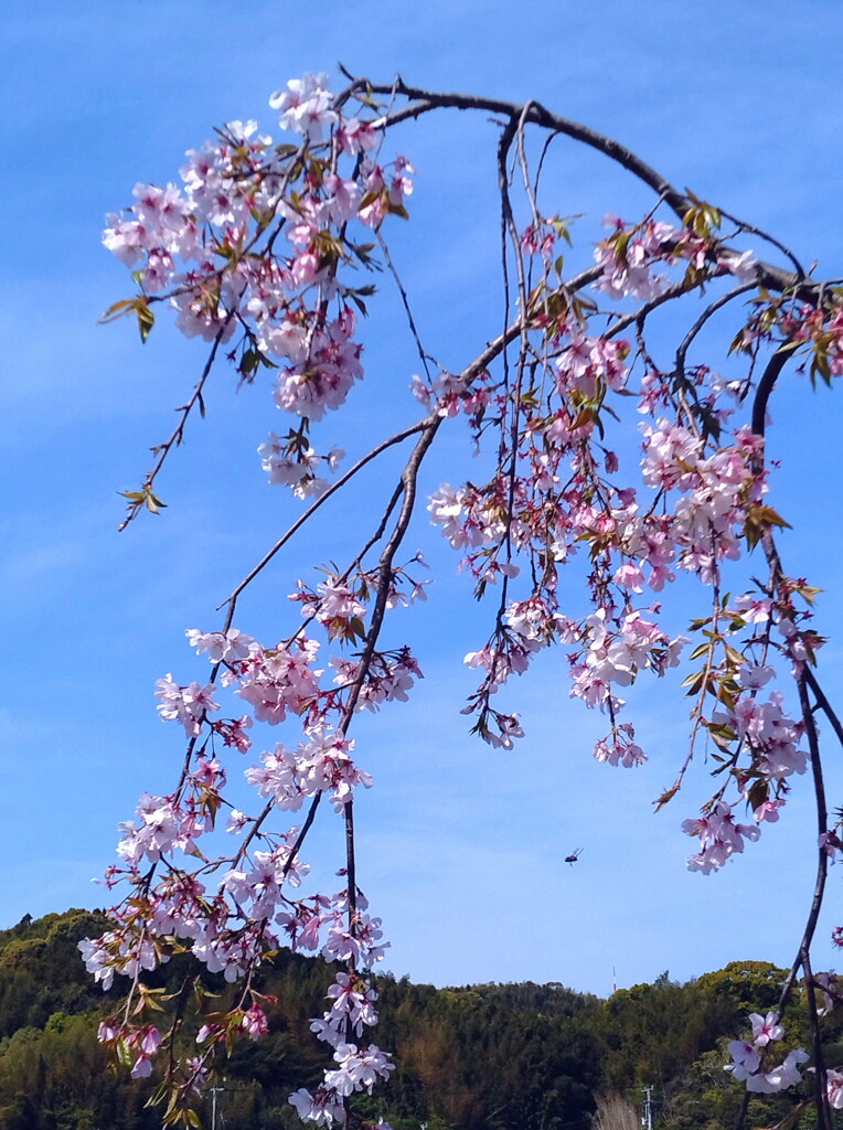 名残の花