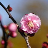 梅香る-2