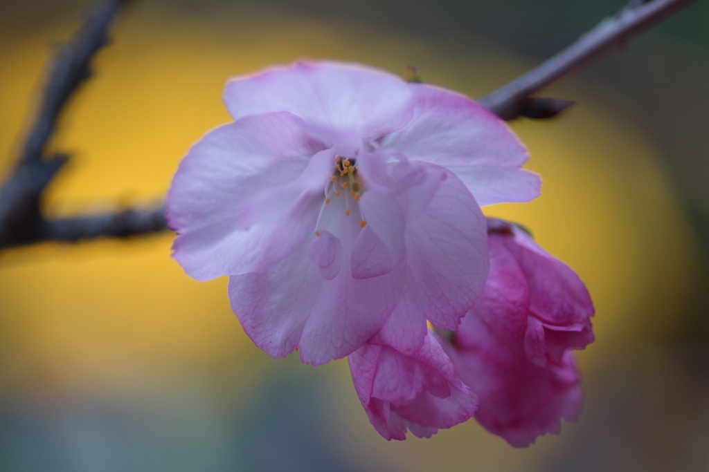 春の彩（２）